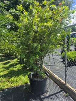 BOTTLE BRUSH TREE 30 GALLONS