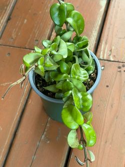 Hoya Hindu rope