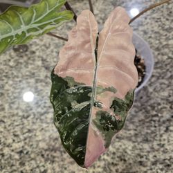 Alocasia Chantrieri Pink Full Plant