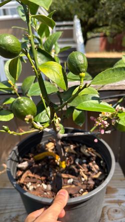 Meyer Lemon Container Plants