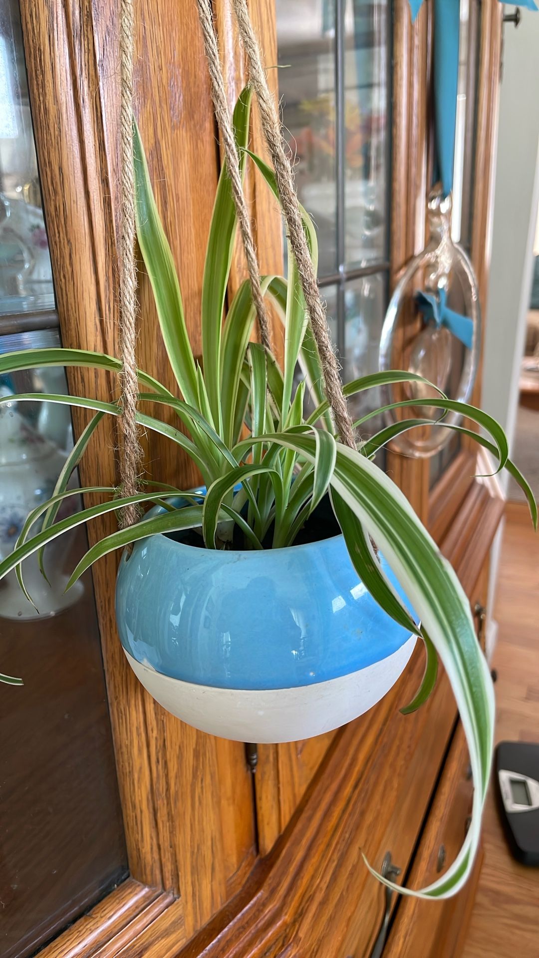 Smaller Blue and White Hanging Pot with Spider Plant