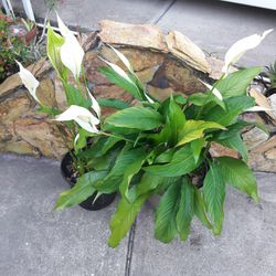 White Lilly Flower Pot Plants
