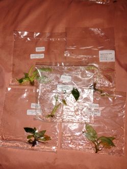 Rare Philodendron & Aglaonema Tissue Culture Plants Lot