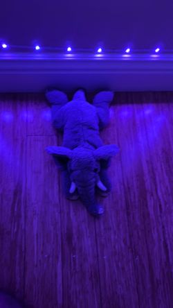 Cute gray elephant