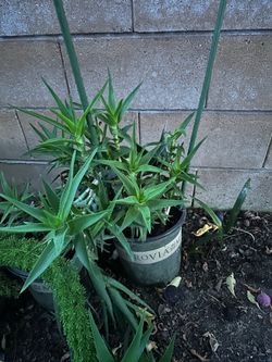Climbing aloe