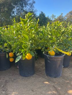 5 Gallon Size- Fruiting age- Citrus Trees