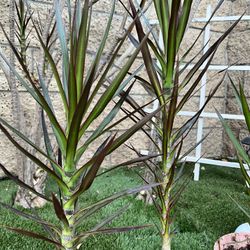 Dracaena Plants 