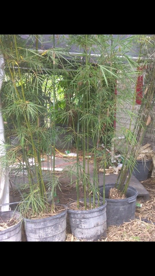 Bamboo plants
