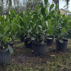 CLUSIAS 3 Gallons $8 Each (2-2 1/2)ft