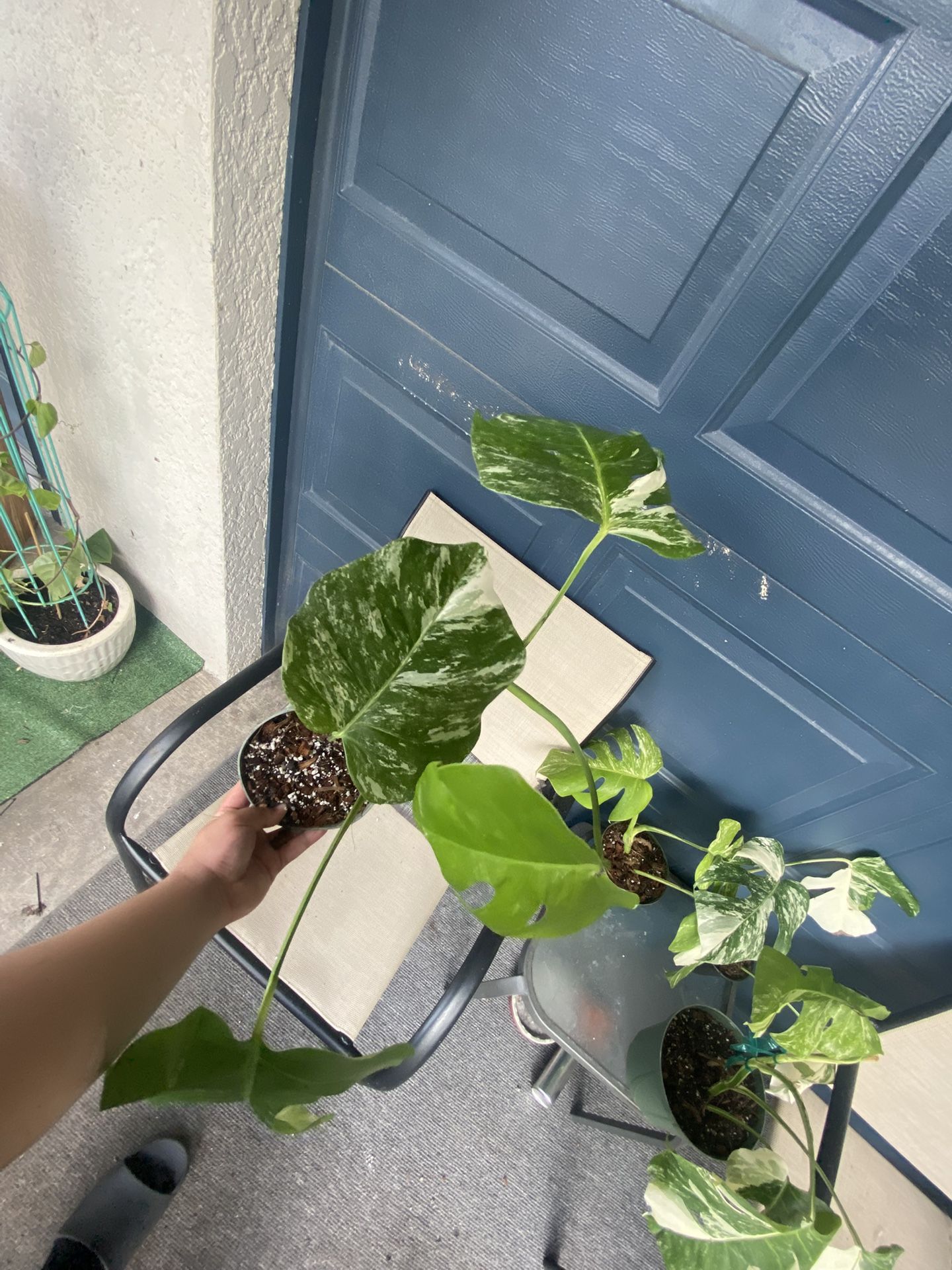 Monstera Albo