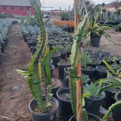Dragon Fruit Plant