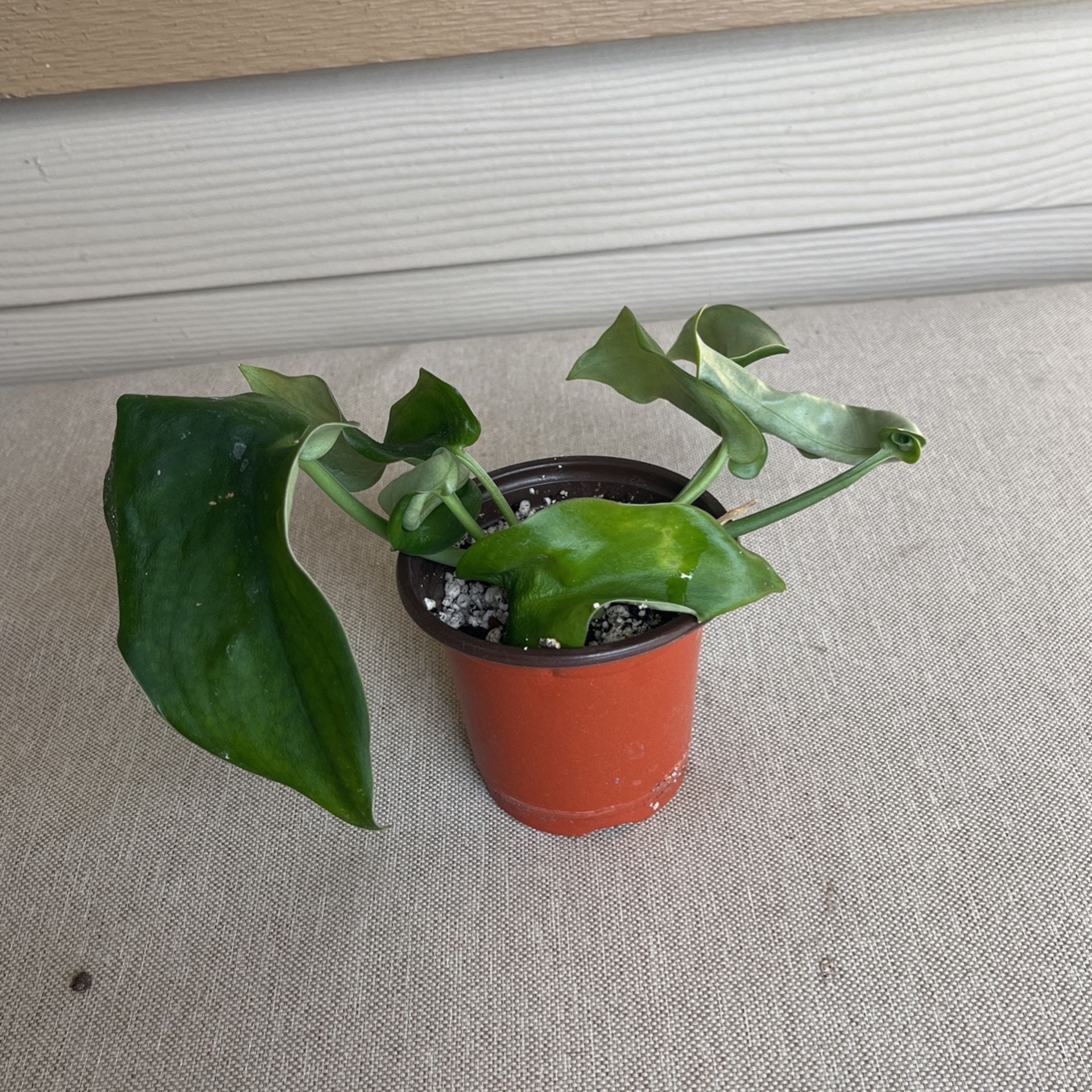 Houseplant Scindapsis Pictus Jade Plant