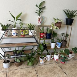 Small plants for sale8 each 