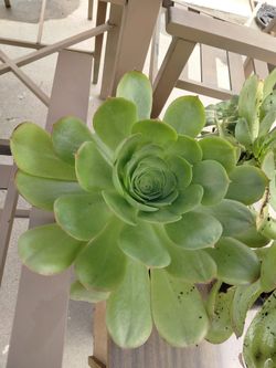 Aeonium Three Plants In Total