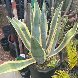American Agave