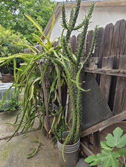 Sale Some Cactus