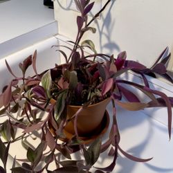 Tradescantia Zebrina Plant 