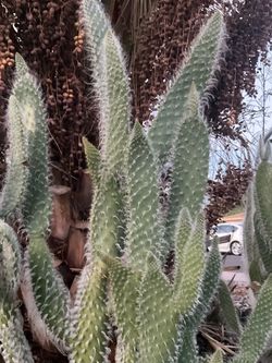 Huge cacti