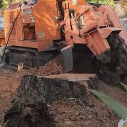 Stump grinder moledora troncos raíces árboles palmas trees palms stumps