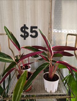 Triostar plants