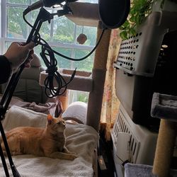 Bm-800 microphone