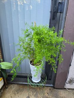 Asparagus Ferns plant/ Planta Asparagus