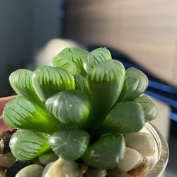 Haworthia Cooperi Succulents