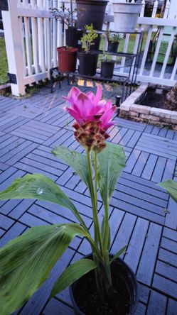  Curcuma Ginger / Siam Tulip Plants 