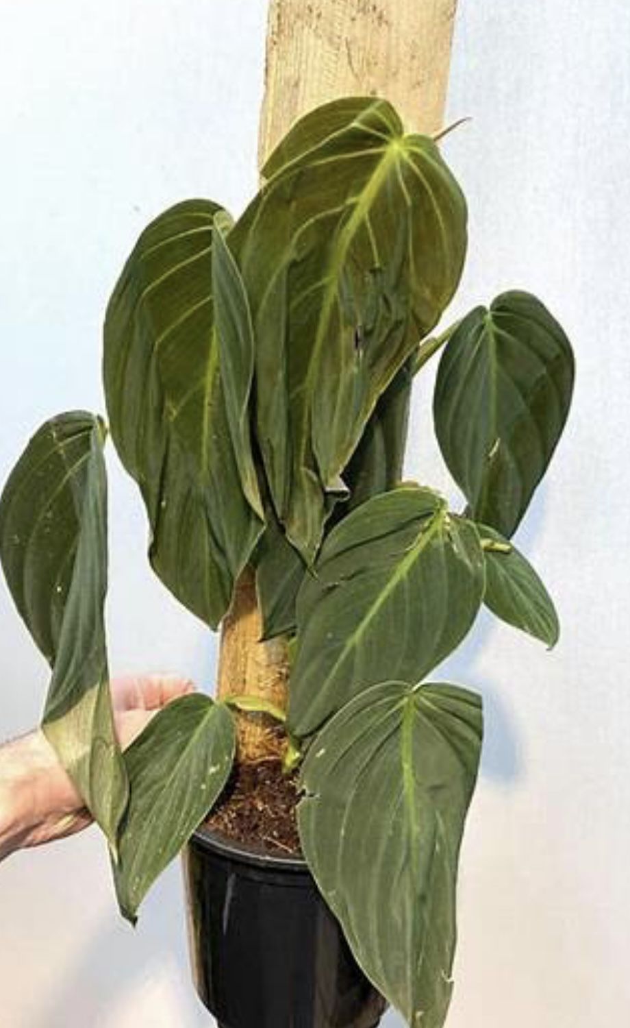 Housplants