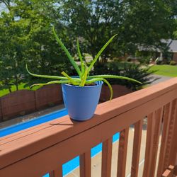 Aloe Vera Plants
