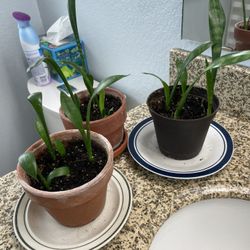 Sanseveria (snake plant) Starts. 
