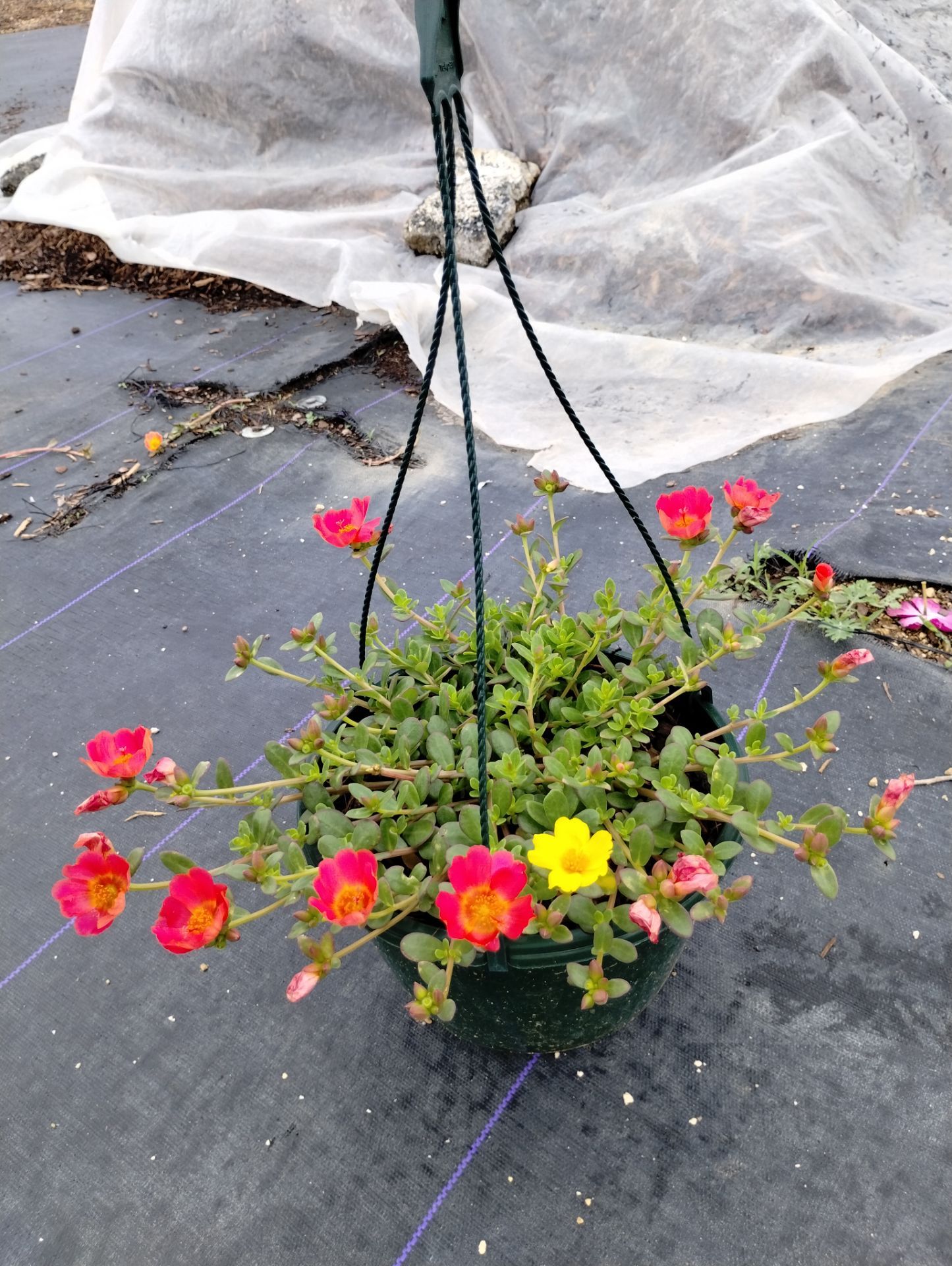 Portulaca / Vincas en canastillas / hanging baskets.