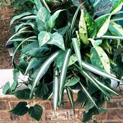 Hobby Lobby Indoor Super Full Earthy Floral Arrangement in Brown Chunky Wicker Basket 2ft x 2ft