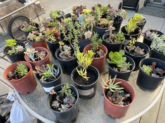 Succulents plants many different sizes $3 to $25