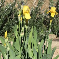 Iris Bulbs / Plants 