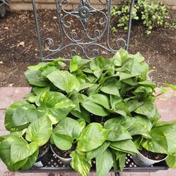 Pothos Plants