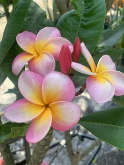 Rainbow Plumeria Cutting 