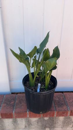 White Calla Lily