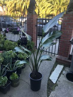 Bird Of Paradise