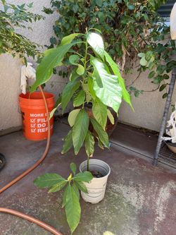Avocado Tree (4 ft)