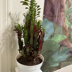 ♥️Euphorbia Royal Red Lucky PLANT❤️PLS READ DESCRIPTION