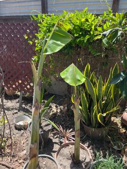 Thai Banana Plant Tree