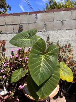 Colocasia elephant ear plant