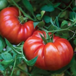 Heirloom Tomato Seedling Plant 2 Plants Enjoy Great Fruits At No Cost Grow Your Own