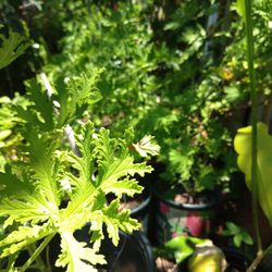 Plants For SALE - Indoor And Outdoor Plants