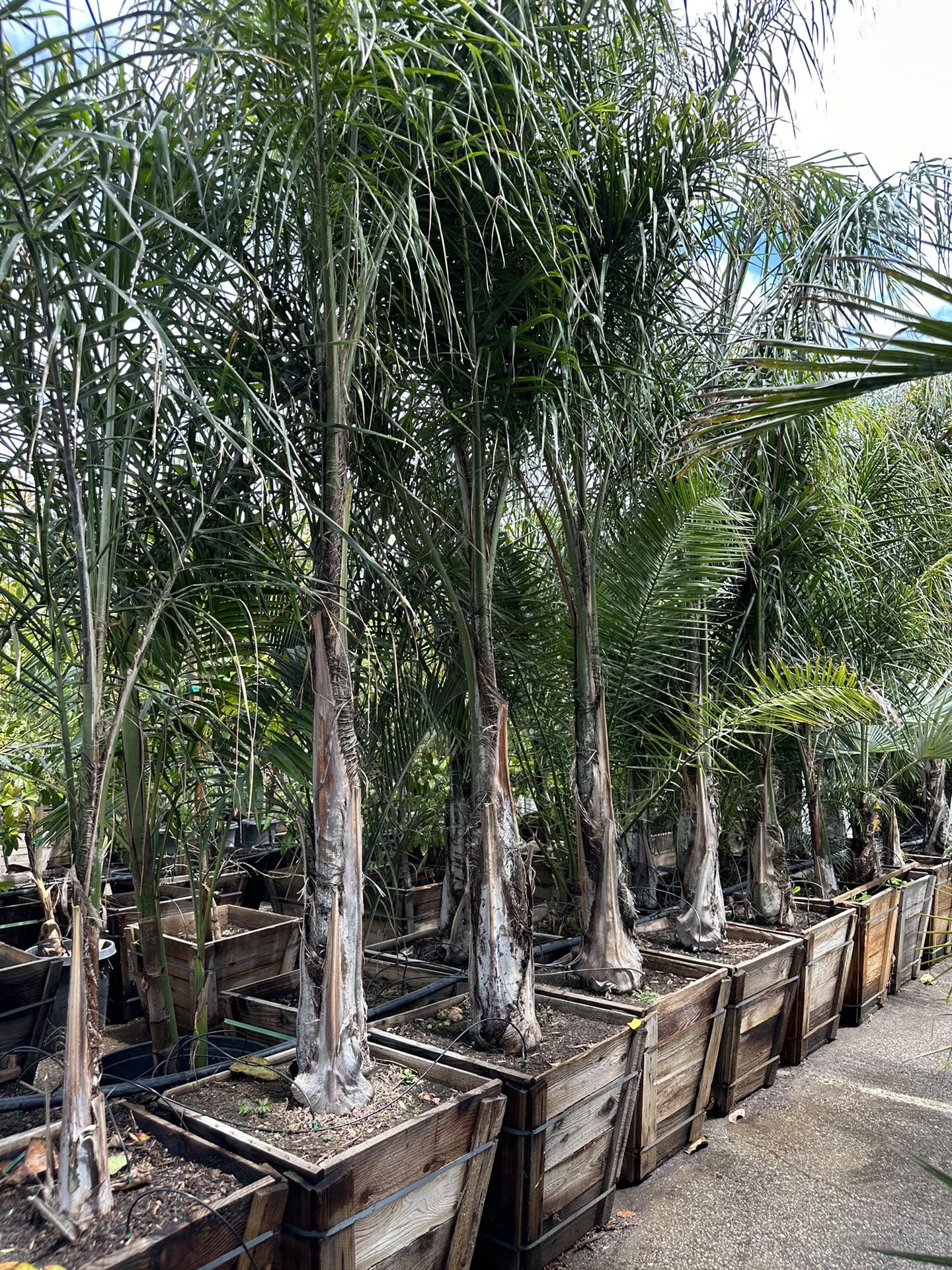 Queen palm tree 24” box 