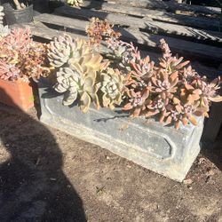Succulents 