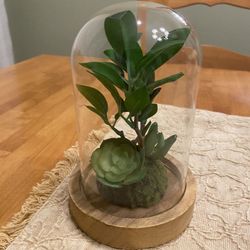 Glass dome with green plant and wood bottom. 7 x4.5  inches. Bo Ho / farmhouse/ cottage decor.