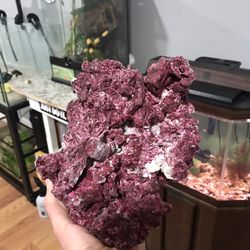 Live Purple Rocks For Salt Water