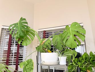 Large Monstera Deliciosa Plant in White Pot
